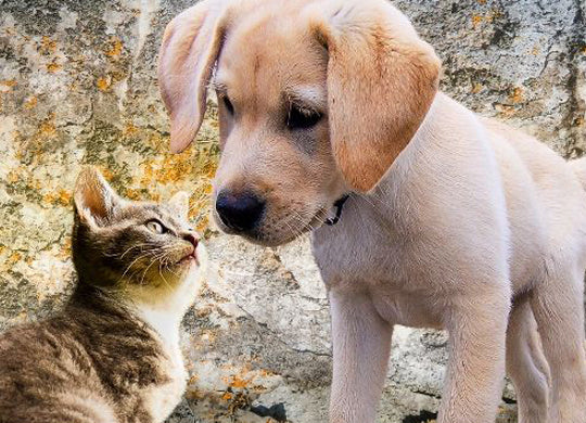 Are Essential Oils Safe To Use Around Pets?