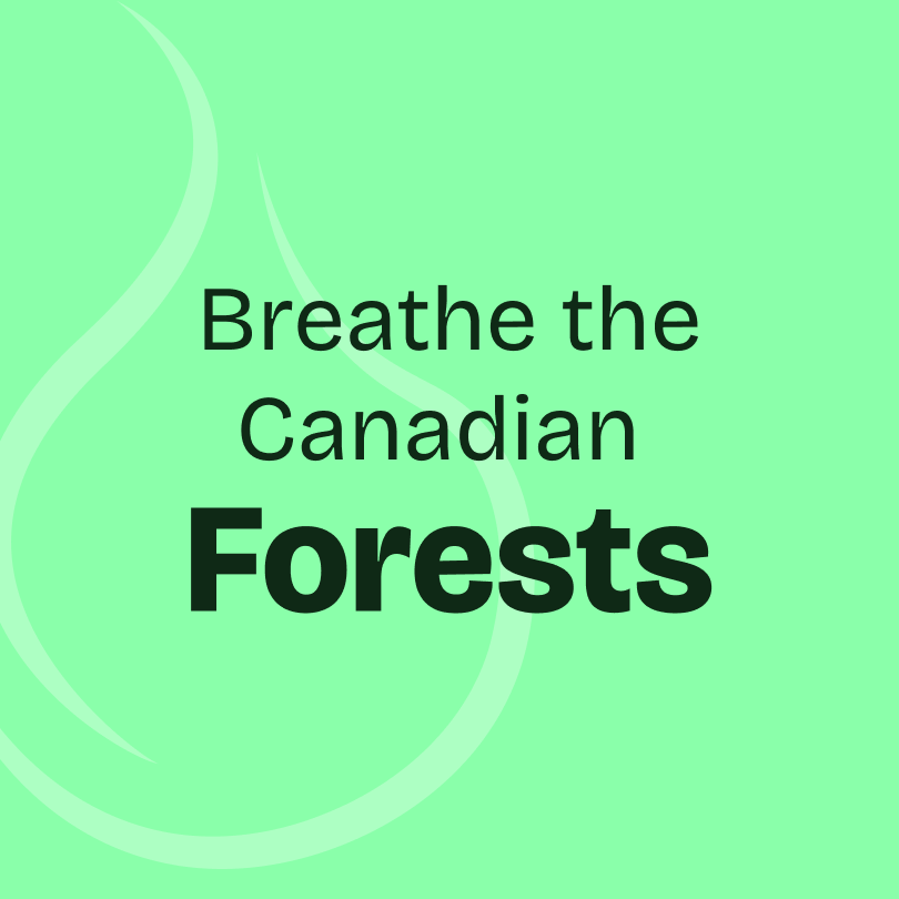 Black Spruce Essential Oil 10ml