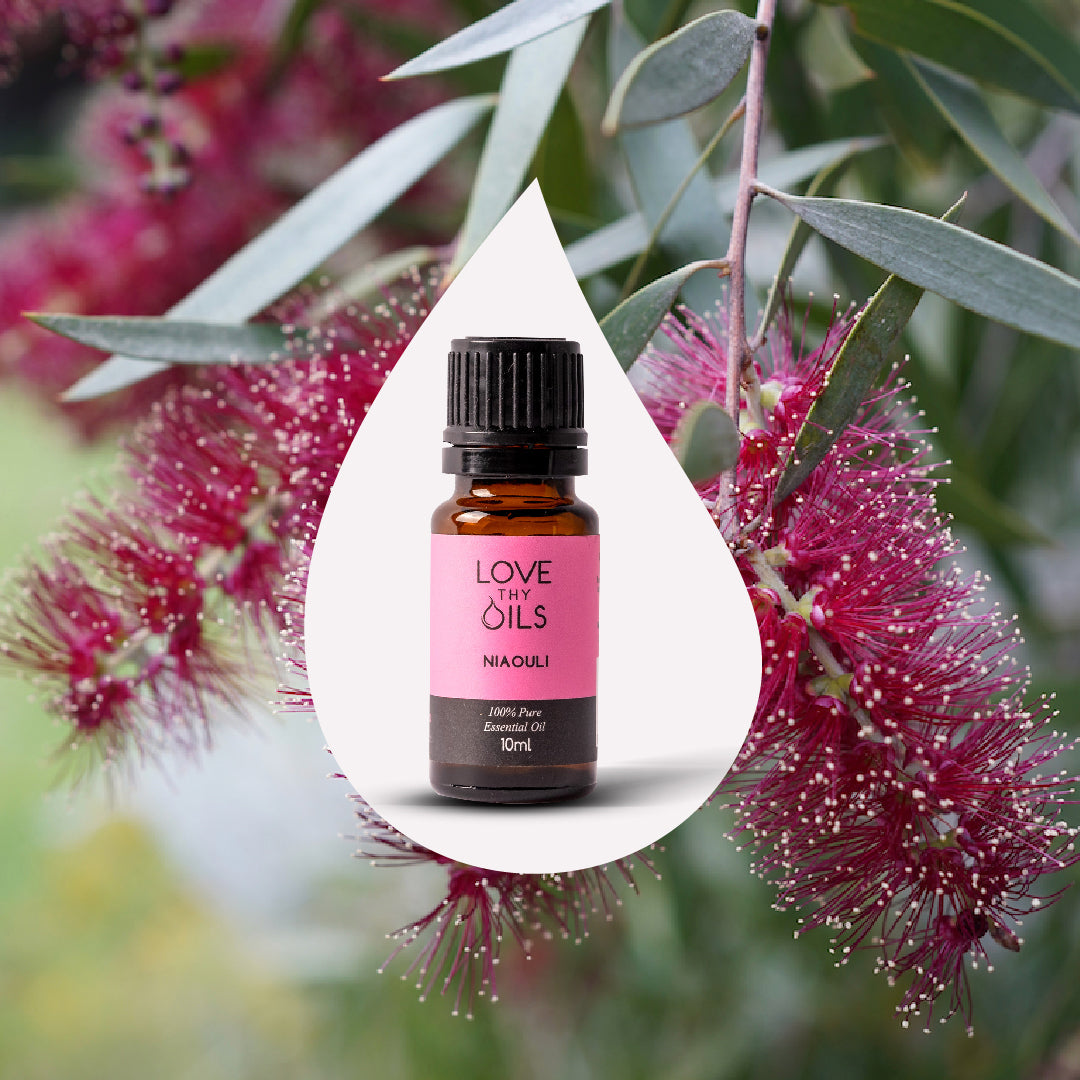 Niaouli Essential Oil 10ml