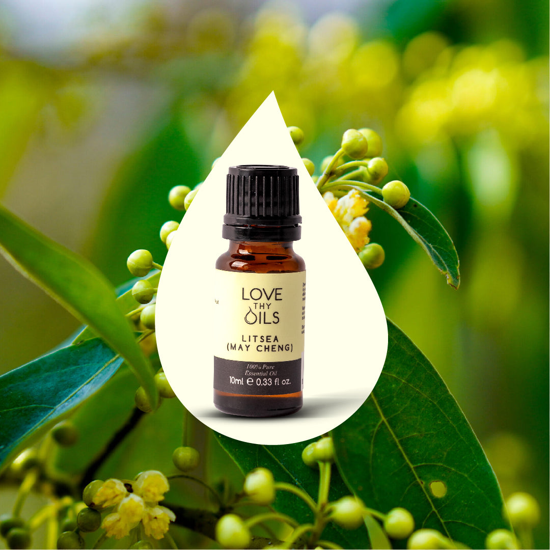 Litsea (May Cheng) Essential Oil 10ml