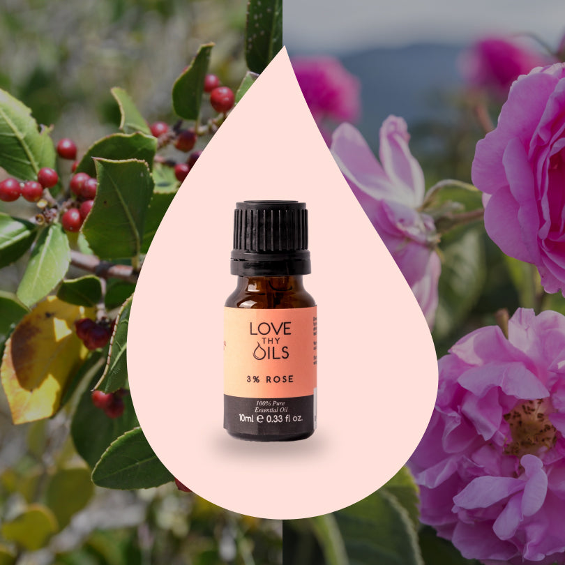 Rose 3% Essential Oil in Jojoba Oil 10ml