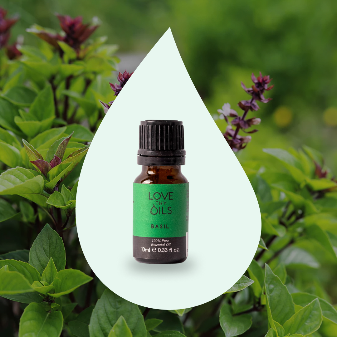 Basil Essential Oil 10ml