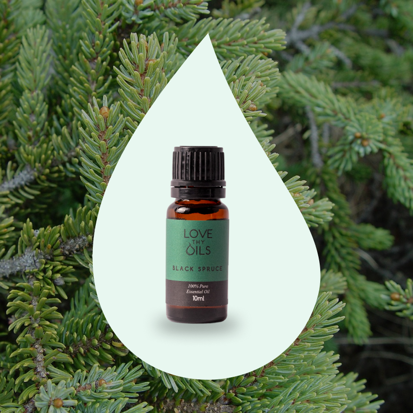 Black Spruce Essential Oil 10ml