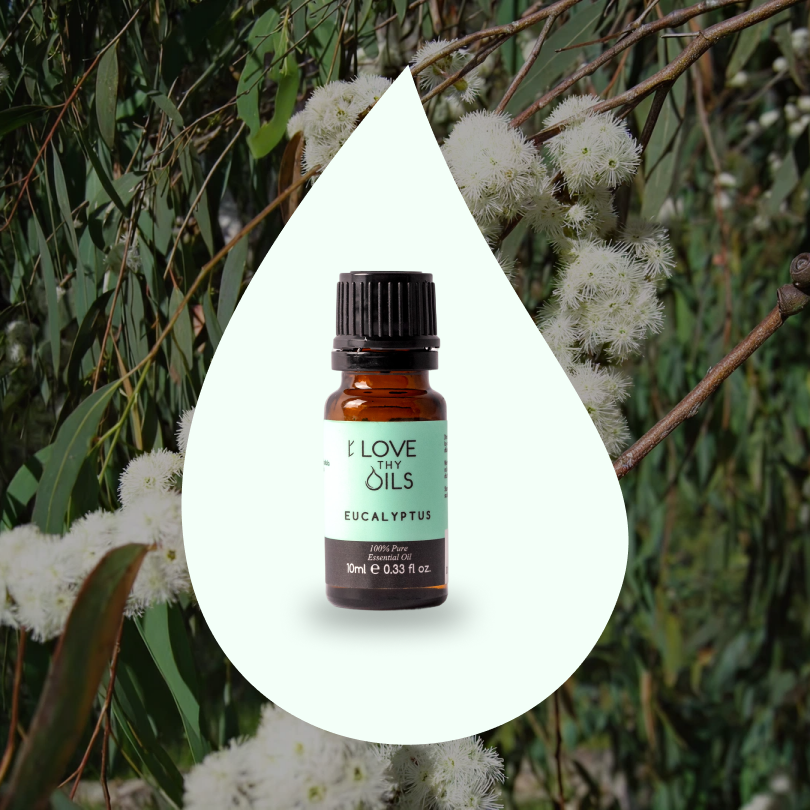 Eucalyptus Essential Oil 10ml